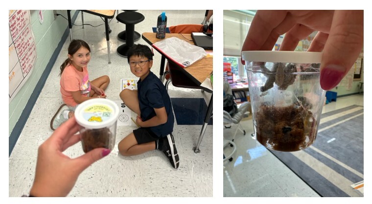 A picture of two students looking at a container of chrysalises