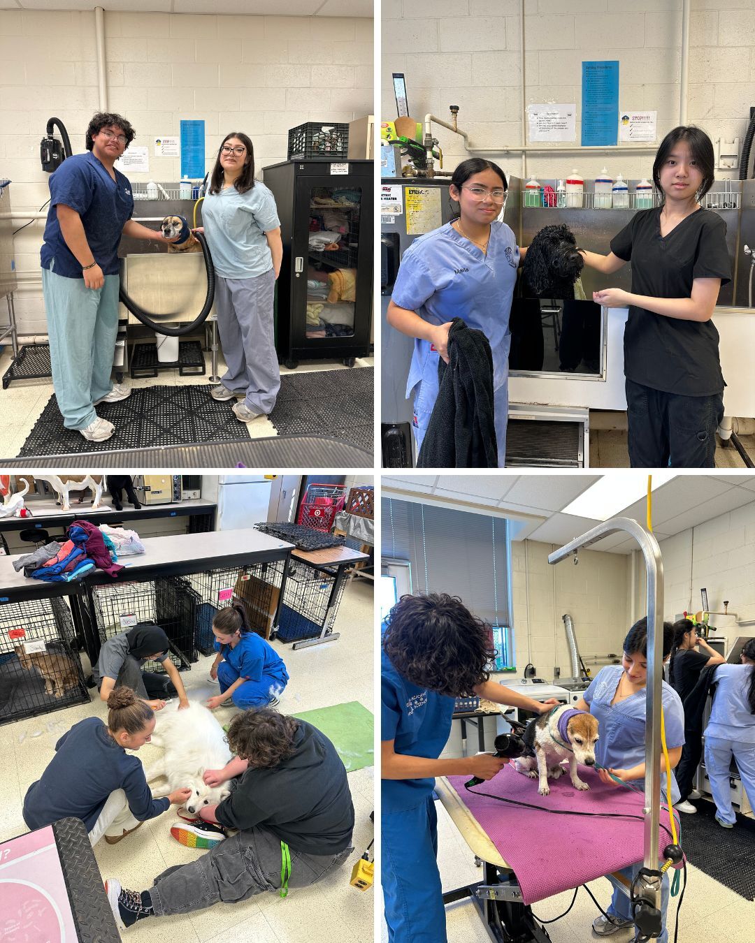  pictures of students in grooming lab