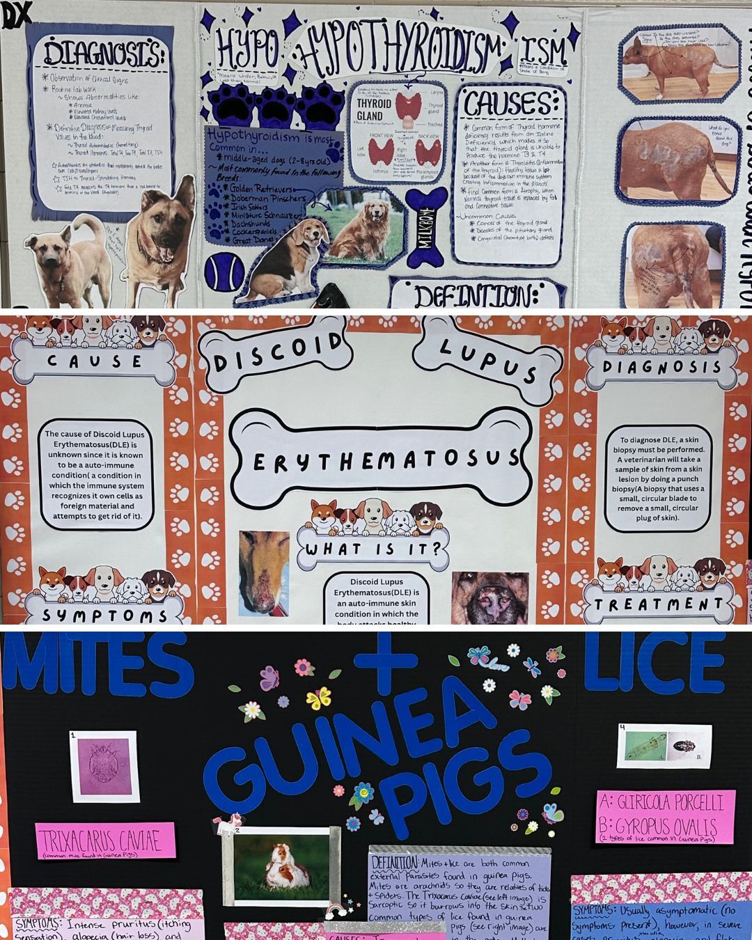 vet science photos