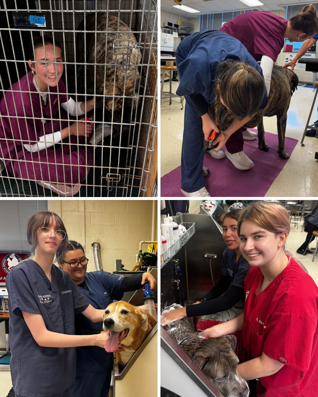 vet science photos