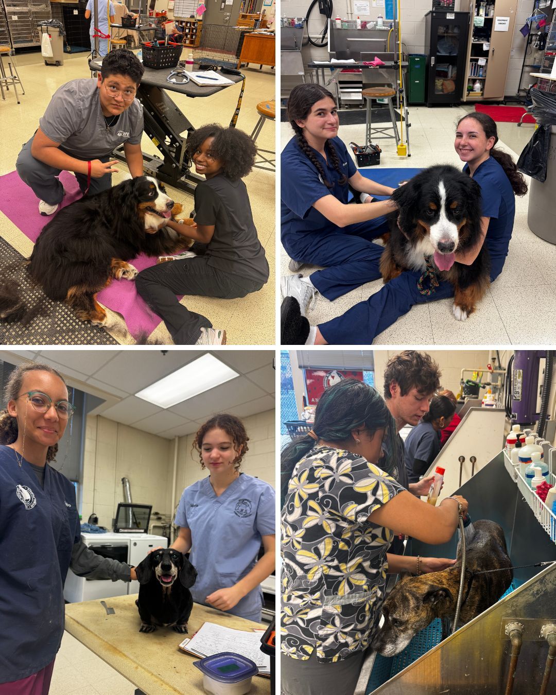 vet science photos