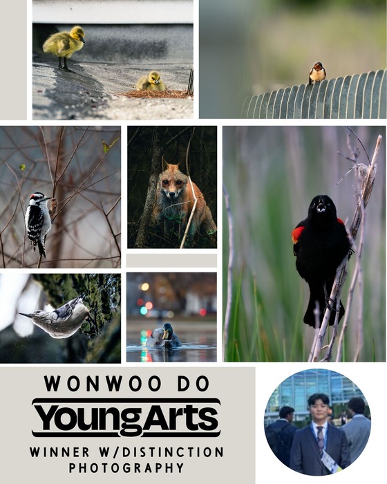 A collage of images featuring birds and a fox taken by Wonwoo Do