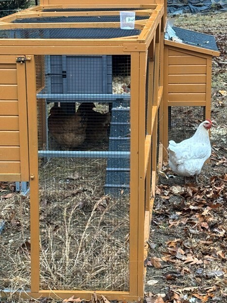 Chickens inside chicken coup