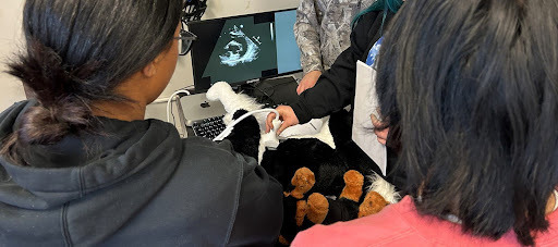 students x-ray a stuffed animal