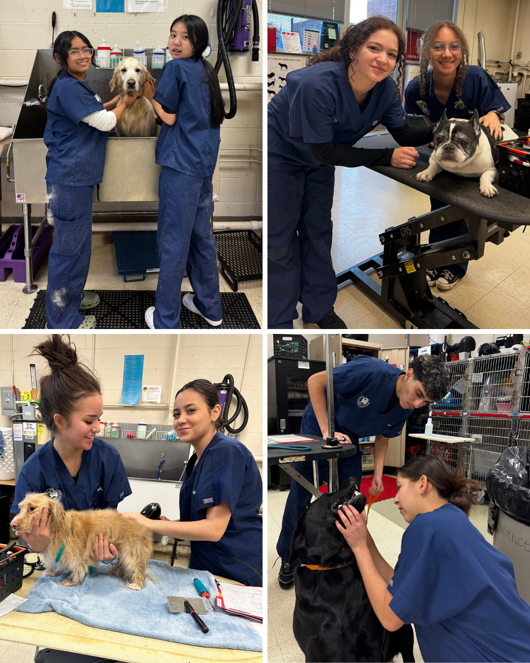 photo collage of veterinary science students providing services