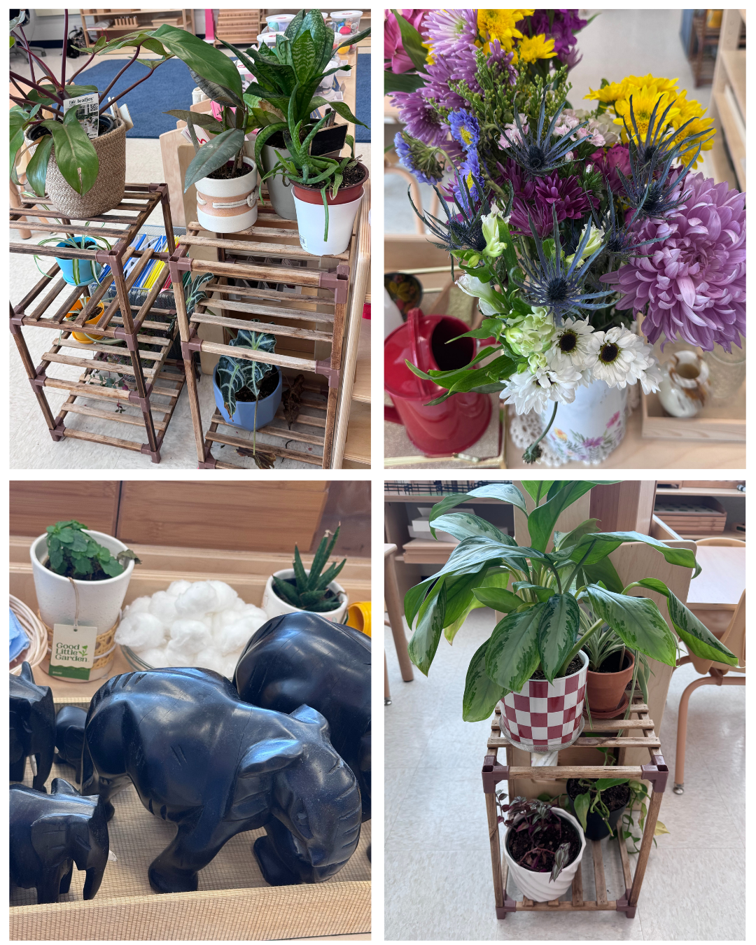 Montessori Plants