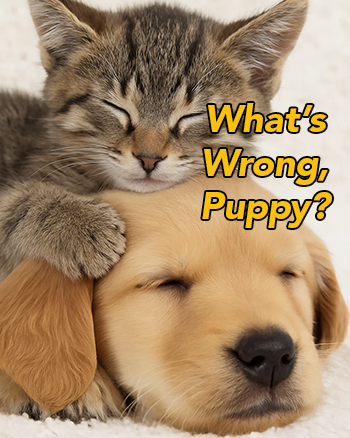 Pet Emergencies - Cute Puppy and kitten snuggling, Kitten asking Puppy "What's Wrong?"
