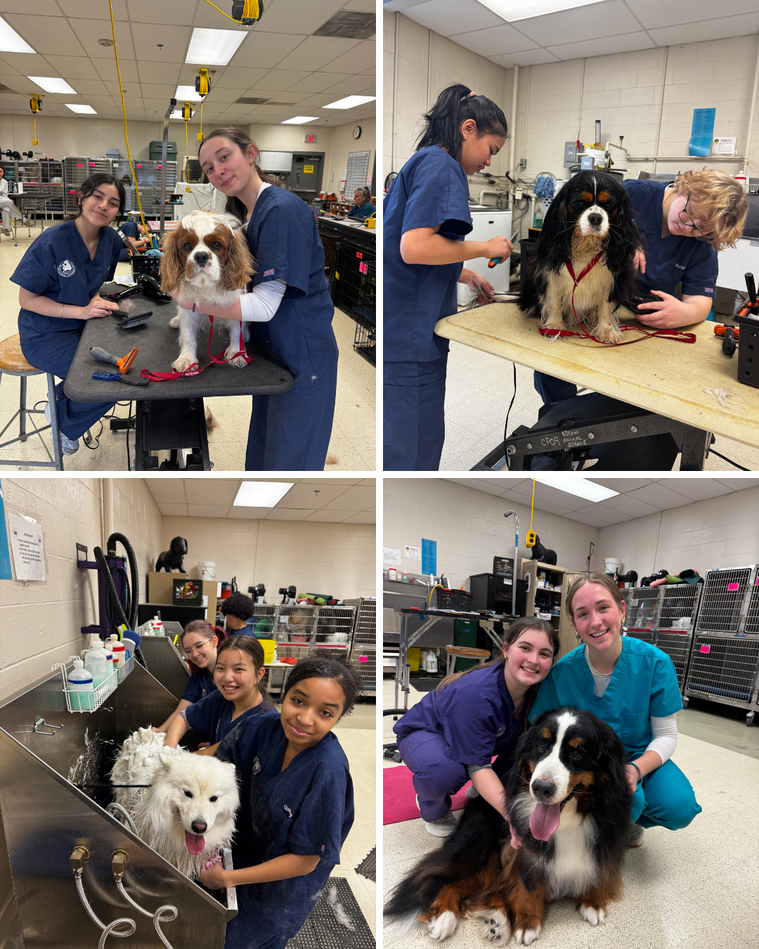 grid of photos from grooming lab