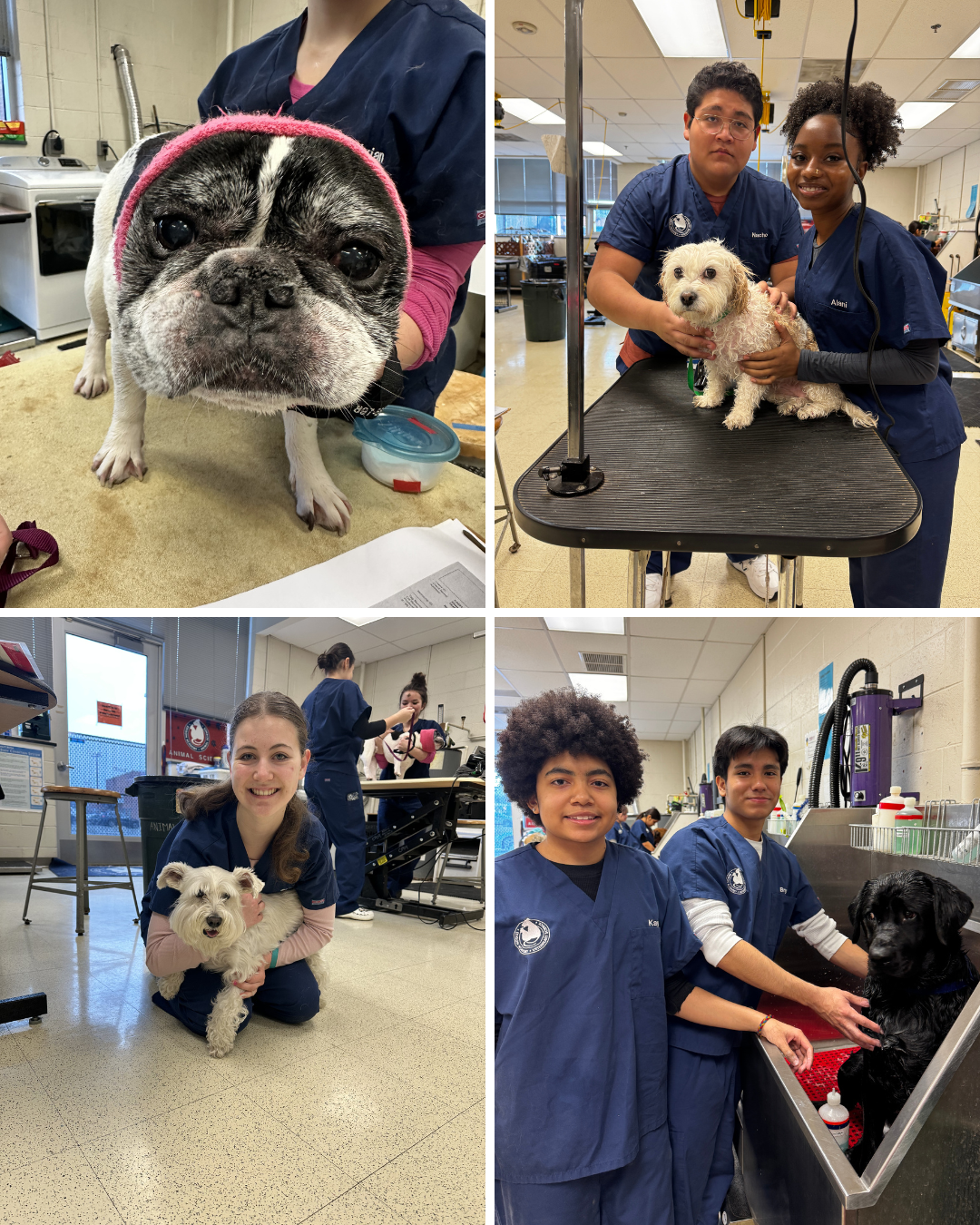 grid of photos from grooming lab