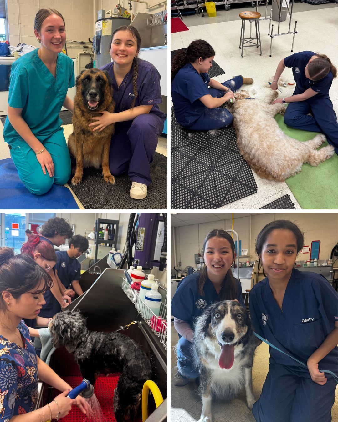 collage of dog grooming photos