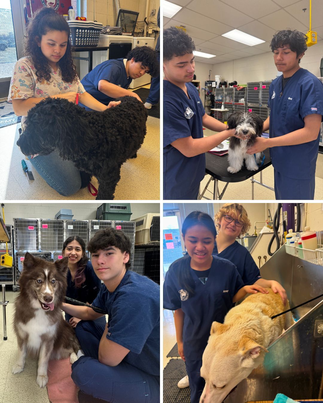 collage of dog grooming photos