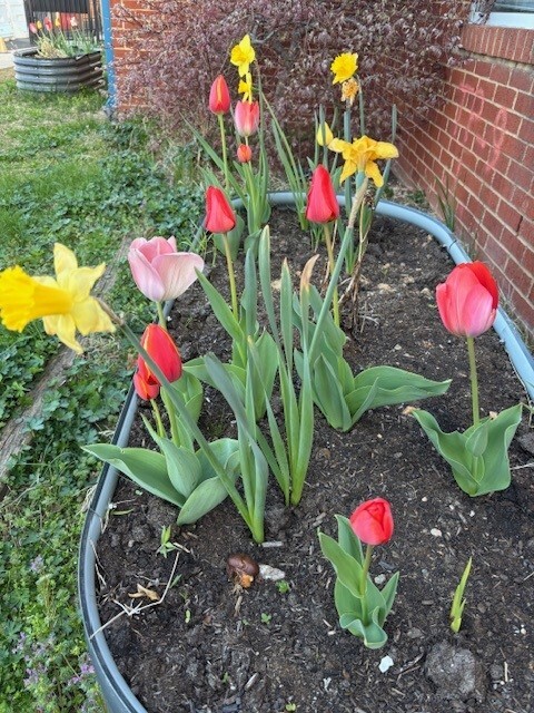 BMP in Spring Bloom!