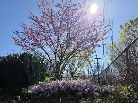 A photo of our beautiful pink phlox and red bud in bloom in the learning garden.
