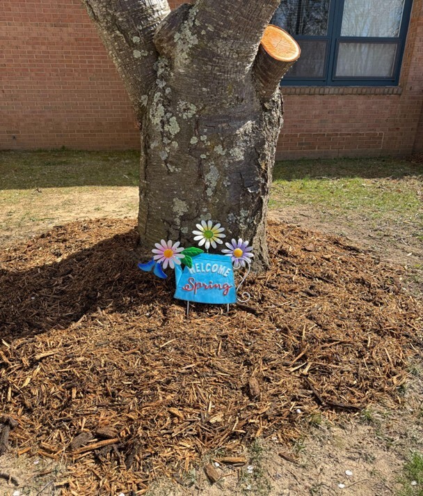 mulch and tree in front of school