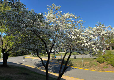 trees2