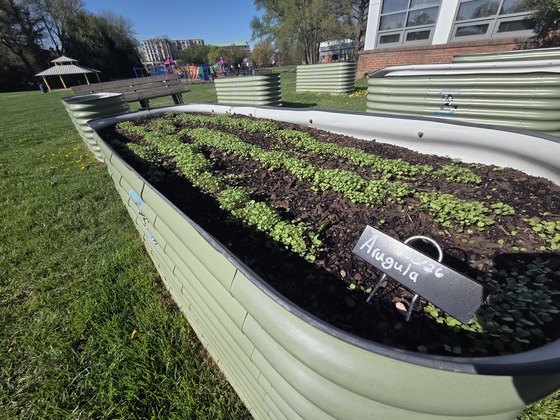 Our learning garden arugula seedlings growing in our garden beds.