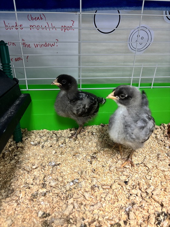 chicks