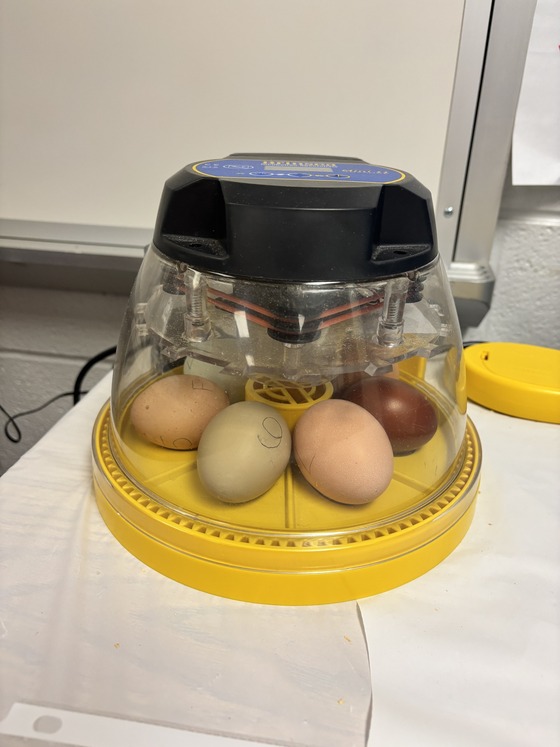 Chicken eggs in the incubator