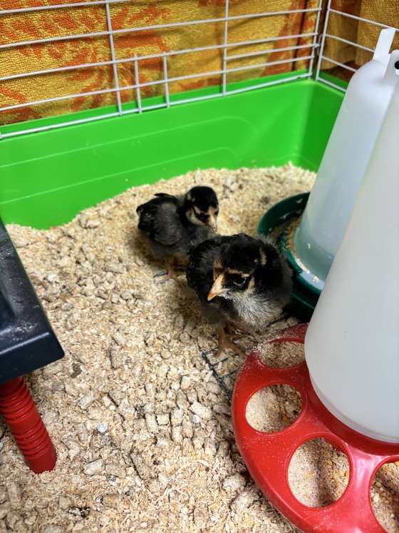 chicks