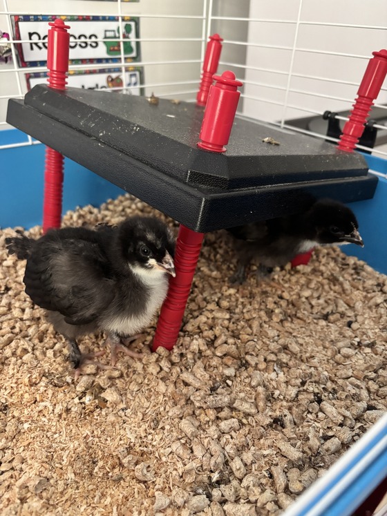 chicks