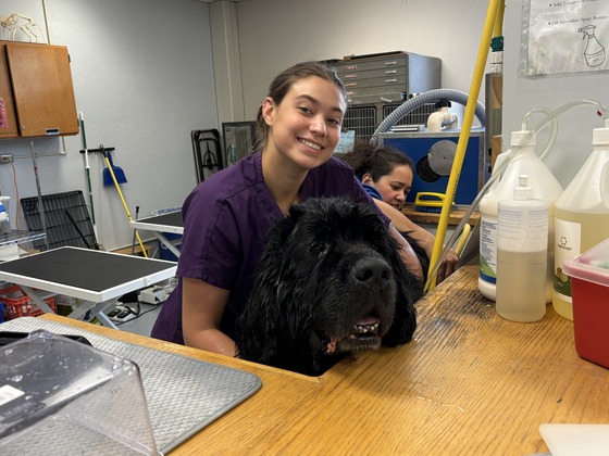 Veterinary Science student with a Newfoundland
