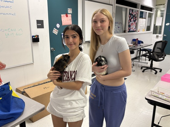 Veterinary Science students with their class guinea pigs
