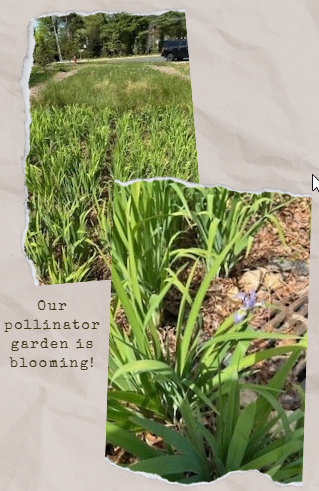 pollinator garden