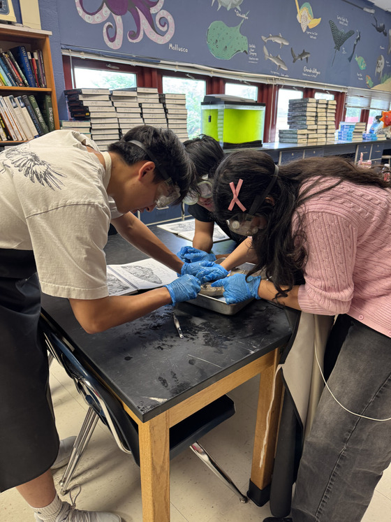 3 students with safety equipment lean around a table during a marine animal based science lab.