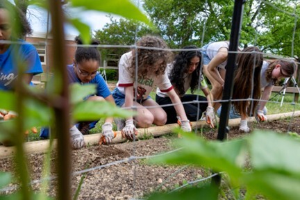 Photo caption: Students planting tomato seedlings.