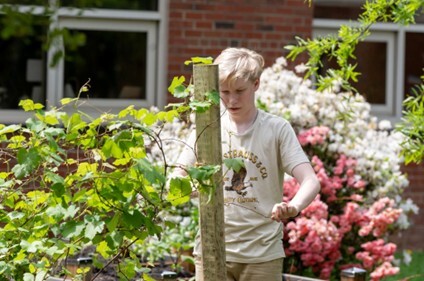 Grape Vines