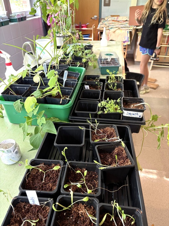 A picture of sprouting plants
