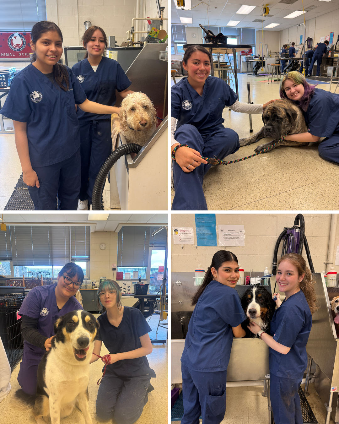 collage of students in grooming lab with various dogs