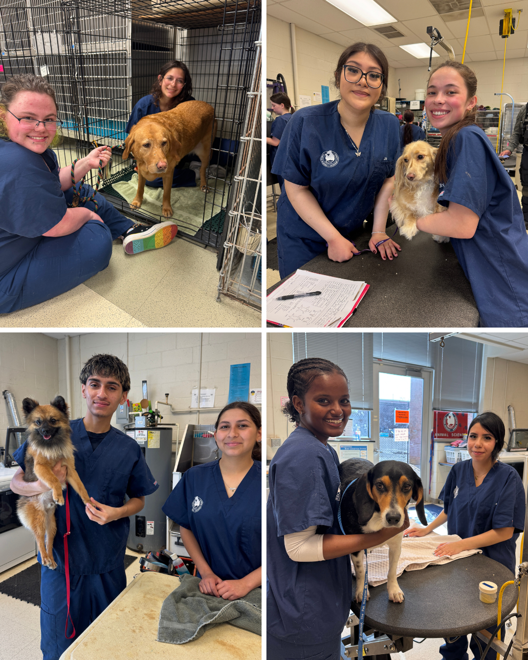 collage of students in grooming lab with various dogs
