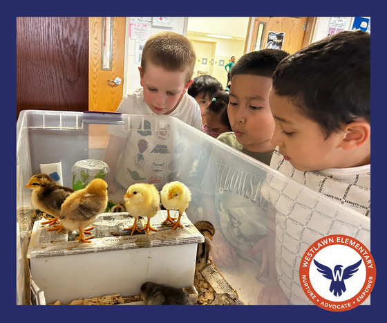 three students look inside a large plastic bucket at a dozen week-old chicks