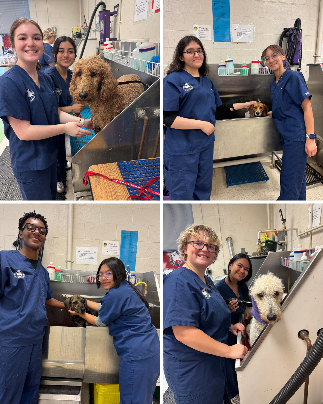 photo collage of 4 images that each have two students grooming a dog