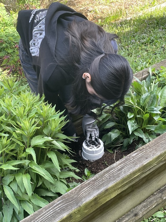 Student installing worm towers in garden.