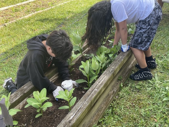 Student installing worm towers in garden