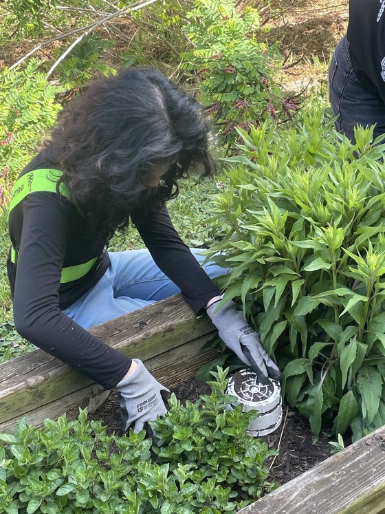 Student installing worm towers in garden