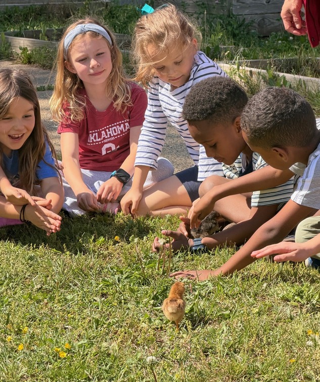 1st graders with chicks