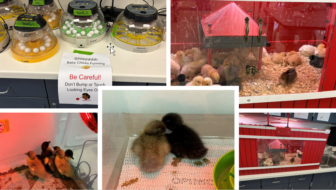 Ducks and Chicks Collage