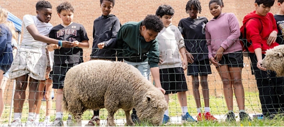 Students watching fenced lambs eating grass