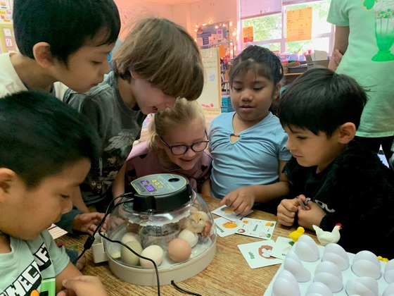 1st graders with chick eggs