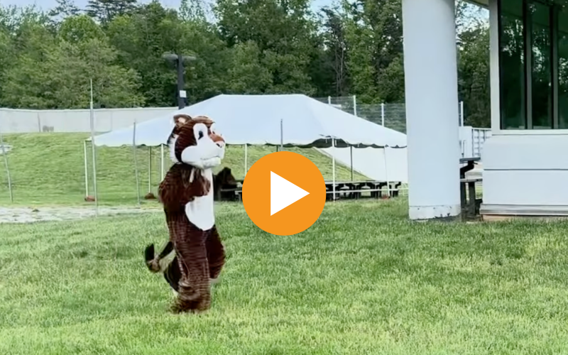 Tigers on the Run Promo Video Screenshot
