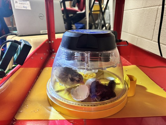 chicks newly hatched