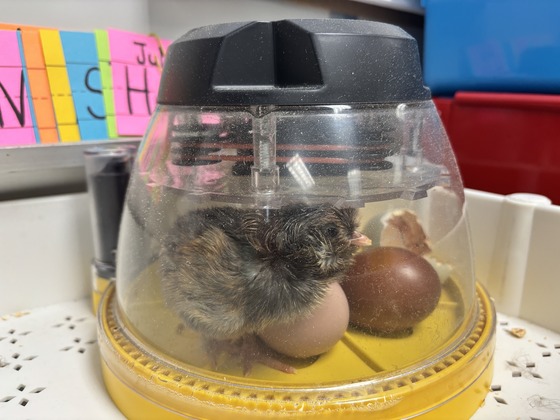 Chick hatched