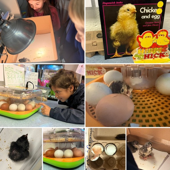 Grades 1 and 3 Chicks