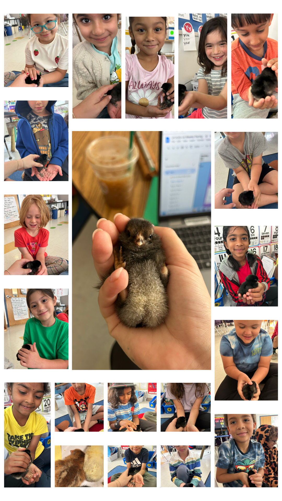 Grade 1 Chicks Allen Class