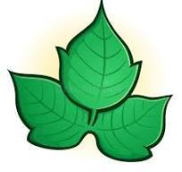 Poison Ivy