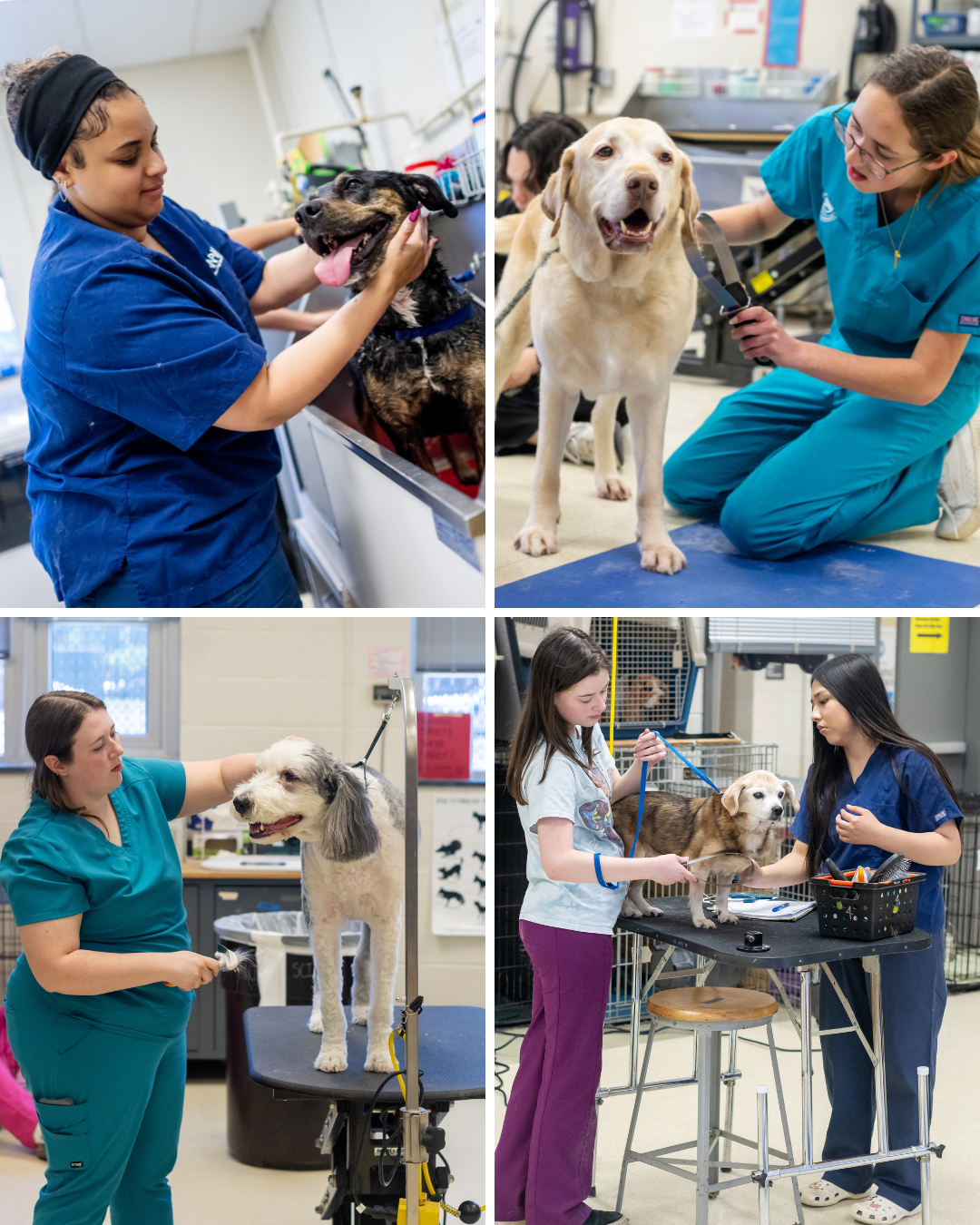 Collage of students grooming dogs
