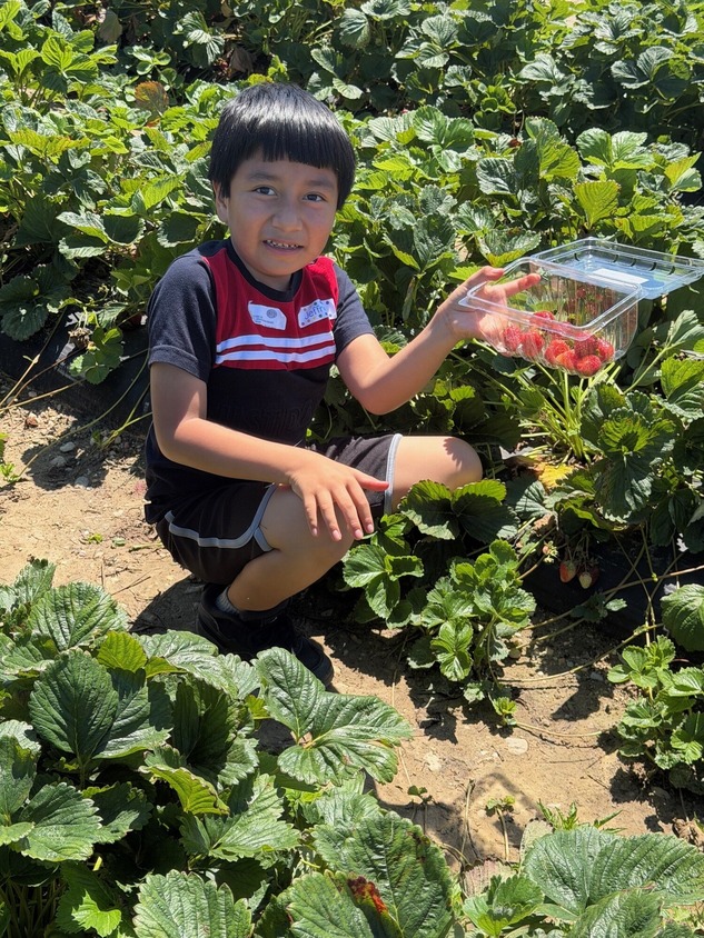 Strawberry Picking